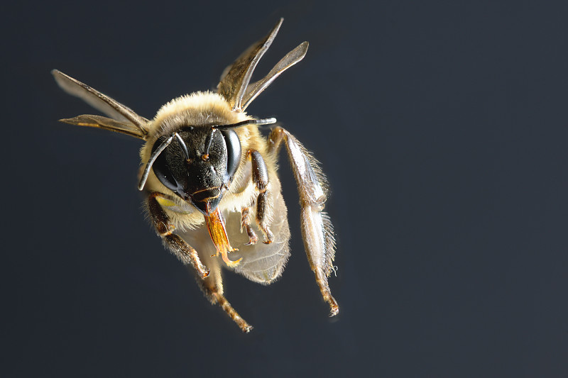 蜜蜂,分离着色,黑色背景,蜜蜂服,非洲杀人蜂,伞形科,大黄蜂,杀虫剂,油菜花,翅膀