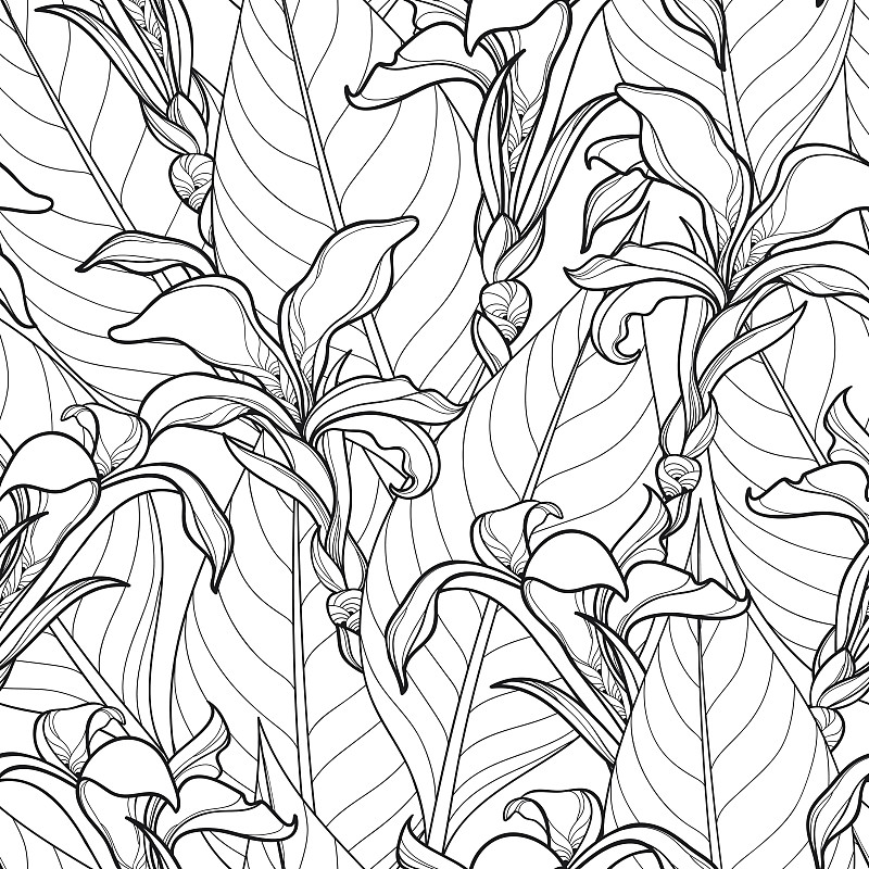 美人蕉科百合,四方连续纹样,叶子,矢量,黑色,华丽的,白色背景,复杂,热带的花,彩色书