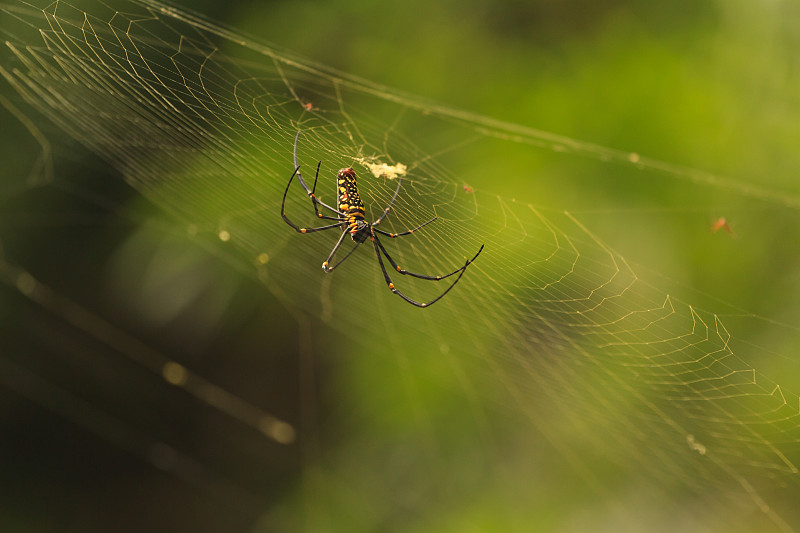 蜘蛛网,蜘蛛,金色,雌性动物,蜘蛛恐惧症,动物攻击,鱼网,受害者,蜘蛛纲,陷阱