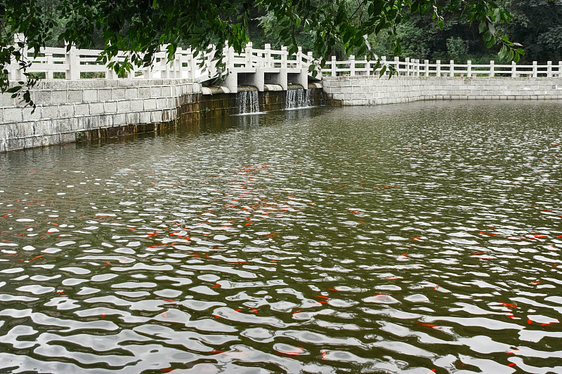 池塘,鱼类,桥,锦鲤,白色,眨眼,鲤鱼,星和园,水面,波纹