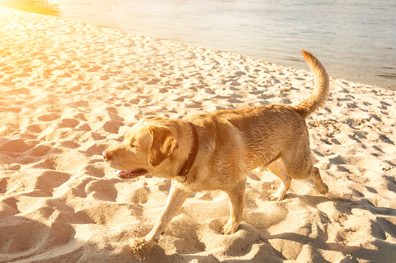 镜头眩光,海滩,狗,幸福,拉布拉多犬,沙子,水,留白,水平画幅,进行中