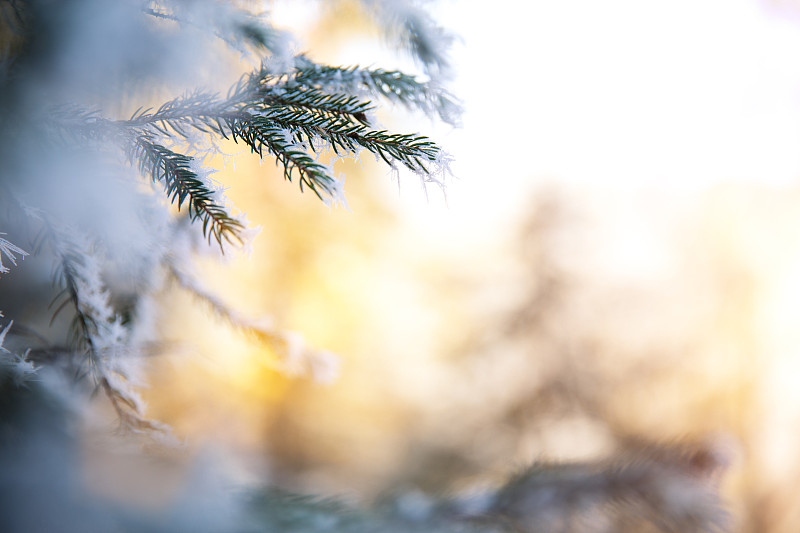 冬天,枝,留白,水平画幅,雪,无人,圣诞树,户外,云杉