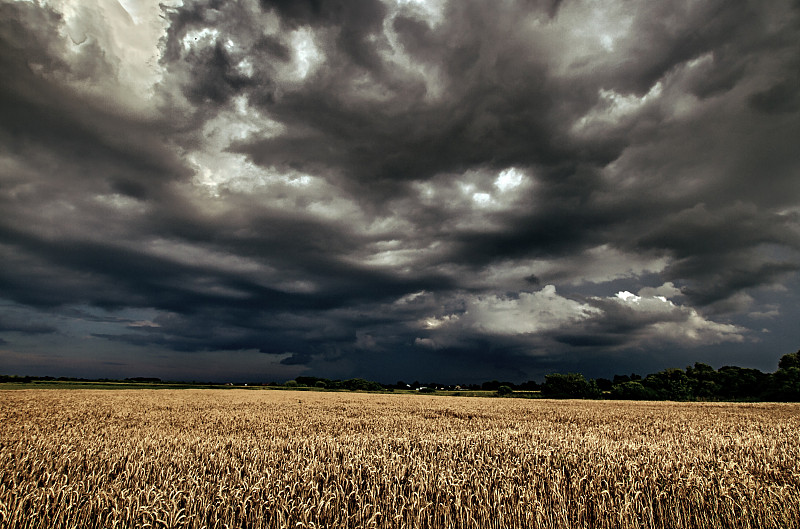 田地,乌云,小麦,在上面,天空,风,暴风雨,水平画幅,云,无人