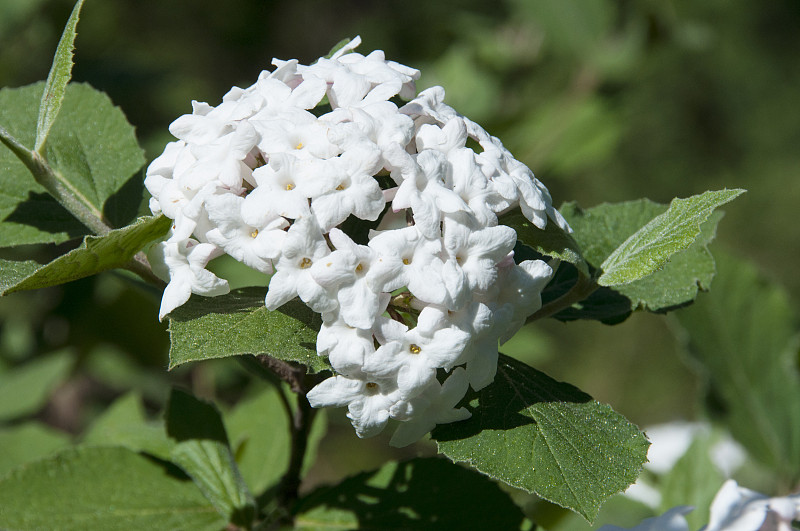 芳香的,荚莲属,白色,自然,美,水平画幅,绿色,无人,乌克兰,户外