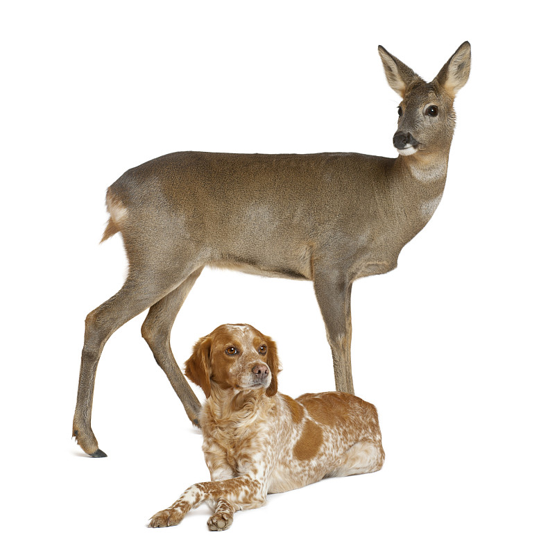 狗,白色背景,狍,欧洲,古典式,3岁到4岁,垂直画幅,褐色,无人,两只动物