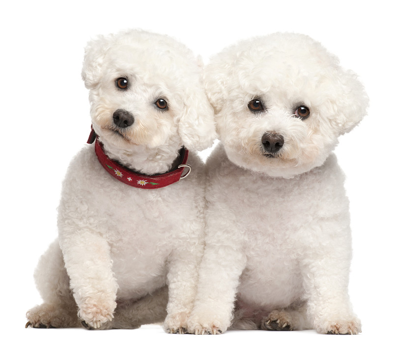 Bichon,Fris?,,9,and,7,years,old,,in,front,of,white,background