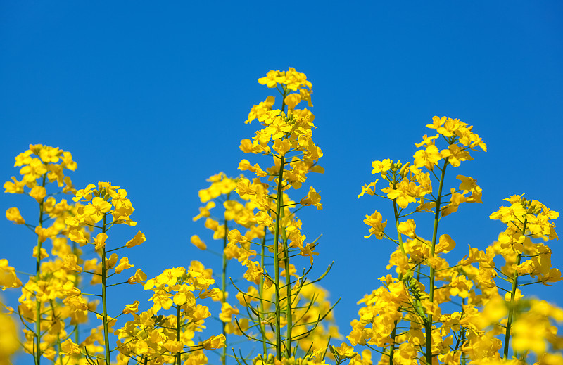 田地,油菜花,花朵,自然美,天空,美,水平画幅,能源,芜菁,芸苔