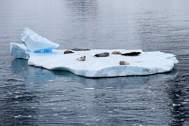 冰川,食蟹海豹,南极半岛,水,威德尔海,雪,南极海熊,旅行者,哺乳纲,白色