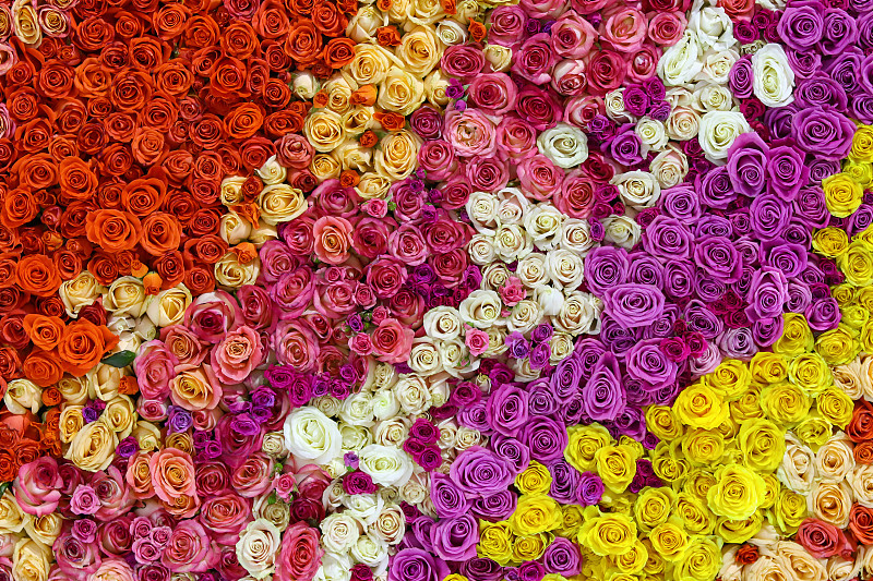 玫瑰,自然美,多色的,墙,情人节,夏天,花束,白色,风景,窗帘