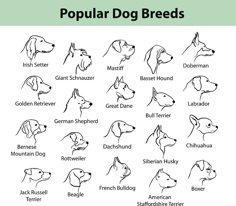 狗,轮廓,拟人,绘画插图,标签,动物身体部位,牛头梗,阿拉斯加雪橇犬,哺乳纲,伯恩山犬
