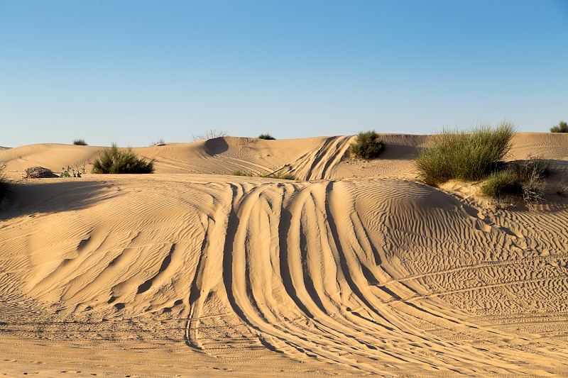 沙漠,拉力赛,骑骆驼赛跑,沙丘,土路,体育比赛,阿拉伯联合酋长国,骆驼,四驱车,车轮