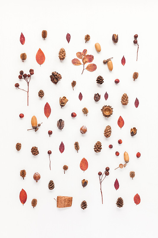 秋天,式样,平铺,风景,组物体,橡树果,叶子,茴芹,松果,爱沙尼亚