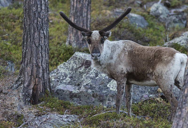 豪猪驯鹿,自然,野生动物,水平画幅,无人,野外动物,户外,一只动物,斯堪的纳维亚半岛,瑞属拉普兰