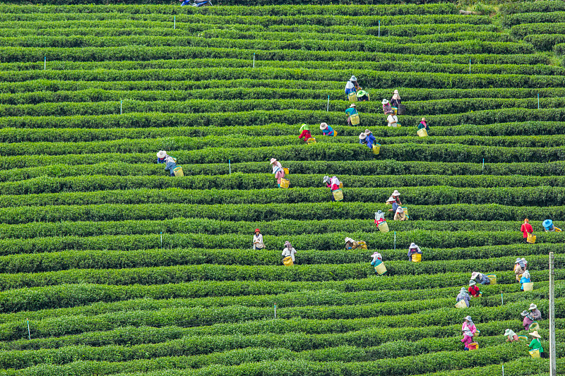人,职业,茶叶,方向,美,茶树,水平画幅,山,户外,泰国
