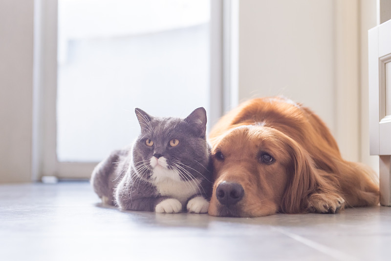 金毛寻回犬,野生猫科动物,英国,短毛猫,间隔休息,英国长毛猫,狗,贷款,快乐,拿着