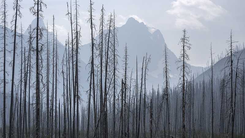 烟,山,森林火灾,森林开伐,加拿大落基山脉,加拿大,自然灾害,火,意外与灾害,森林