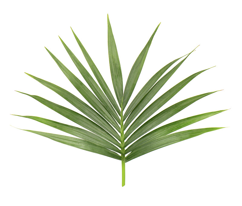 椰子树,特写,叶子,绿色,分离着色,枝,棕榈叶,鸡尾酒,白色背景,水平画幅