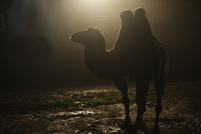 骆驼,夜晚,双峰骆驼,骆驼科,动物迁徙,蒙古,野外动物,沙漠,食草动物,水平画幅