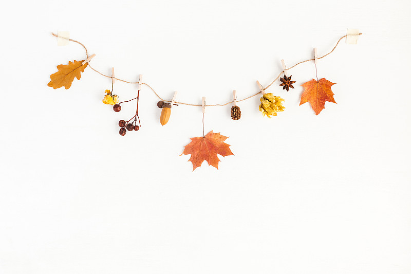 秋天,在上面,白色背景,风景,平铺,橡树果,茴芹,叶子,爱沙尼亚,枫树