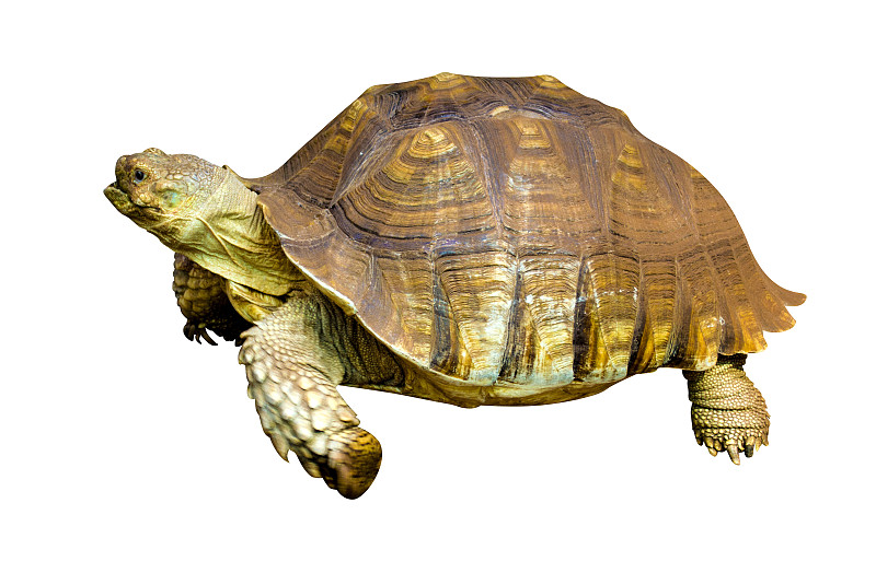 绿蠵龟,分离着色,白色背景,褐色,水平画幅,缓慢的,巨大的,动物身体部位,加拉帕戈斯群岛,户外