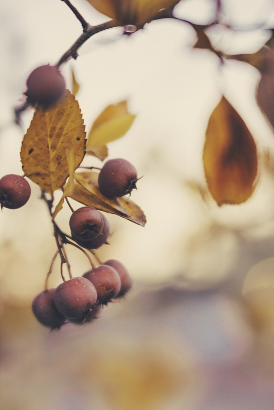 叶子,秋天,浆果,背景,垂直画幅,留白,褐色,山楂浆果,无人,山楂