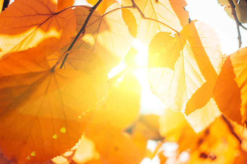 叶子,秋天,天空,水平画幅,纹理效果,户外,光,图像,特写,明亮
