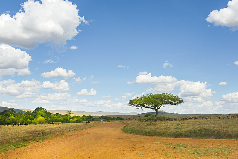 萨凡纳港市,金合欢树,南美大草原,浅蓝色,肯尼亚,绿色,路,自然,天空,国家公园