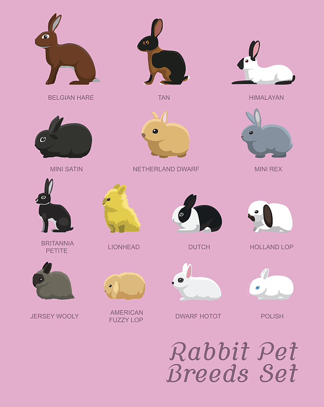 绘画插图,卡通,矢量,兔子,宠物,垂直画幅,晒黑,小兔子,复活节,力克斯兔