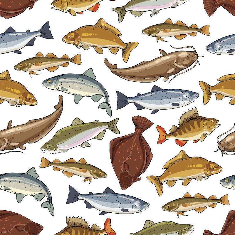 鱼类,矢量,式样,海洋,海鲷,绘画插图,墨鱼,罗奇鱼,捕捞鱼,海产
