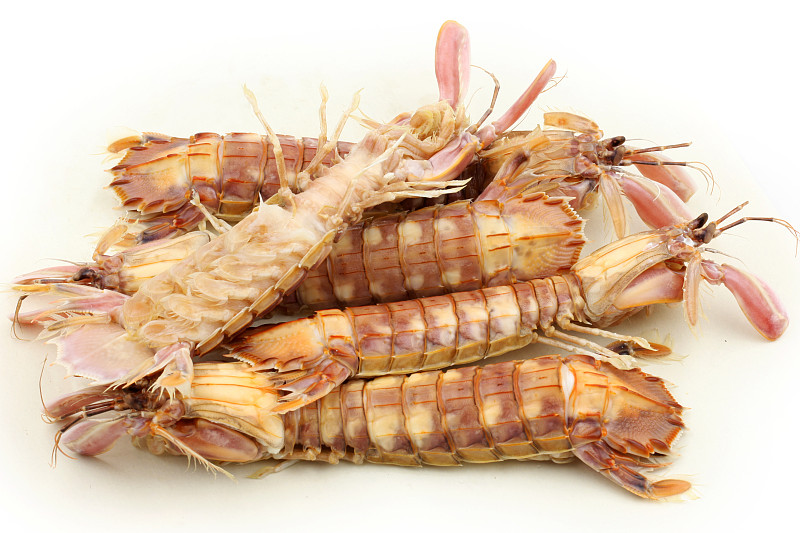 虾蛄,白色背景,分离着色,水平画幅,生食,海产,明虾,白色,彩色图片,甲壳动物