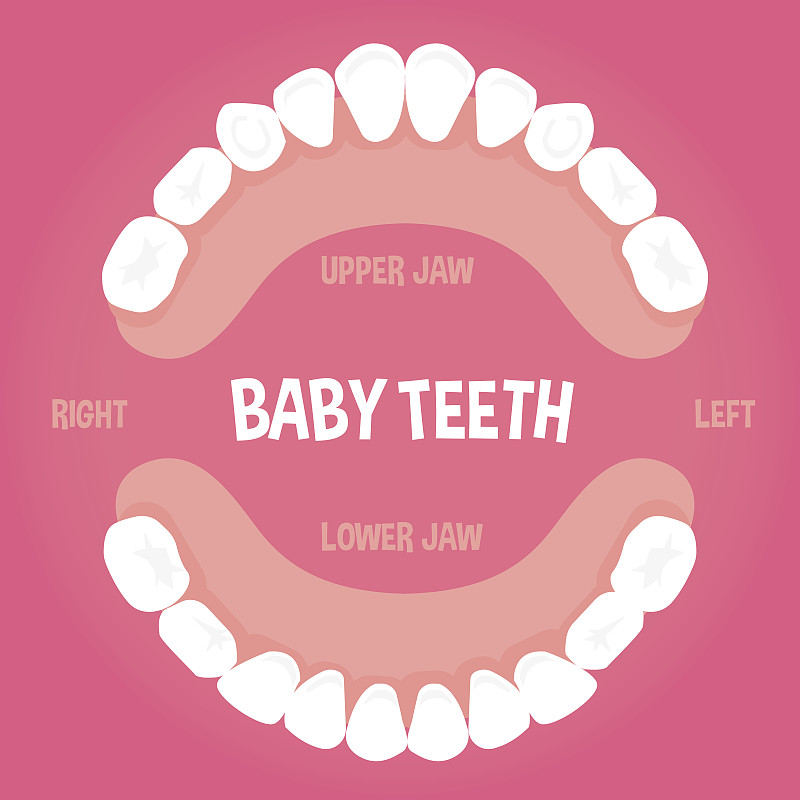 牙齿,婴儿,二叶,绘画插图,人的嘴,牙医,颌骨,顶部,俄罗斯,儿童