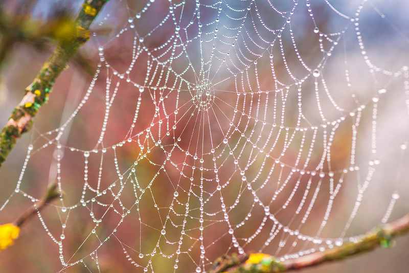 蜘蛛网,自然,水,美,水平画幅,罗马尼亚,无人,湿,早晨,陷阱