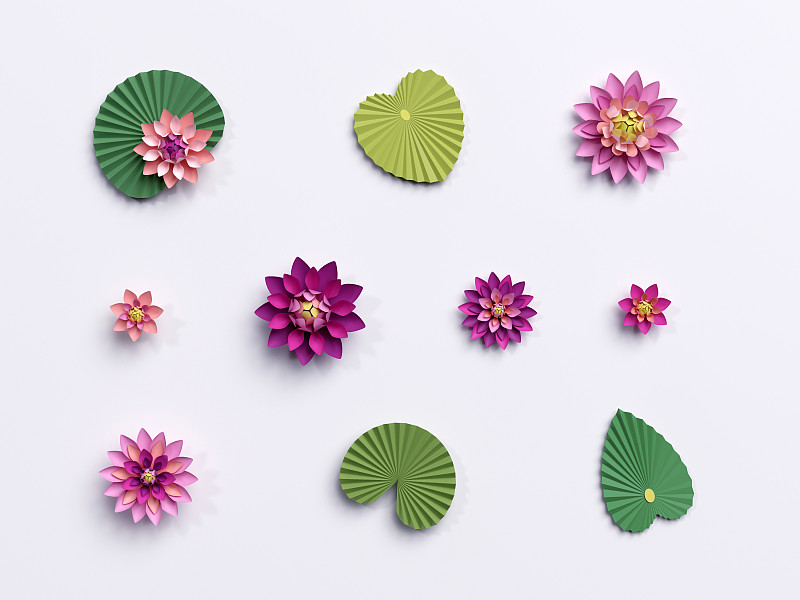 荷花,睡莲,三维图形,叶子,式样,绿色,分离着色,纸,粉色,白色背景
