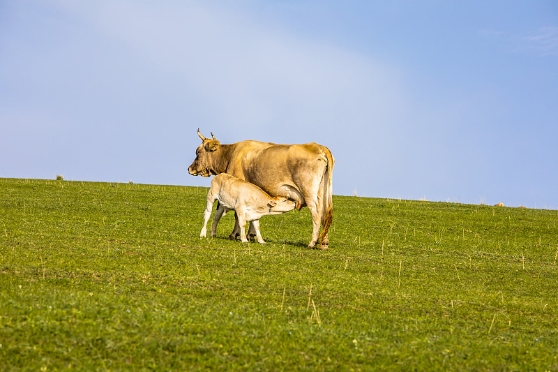 母牛,中国,绿色,小的,平原,牛奶,尾巴,牧场,可爱的,动物头