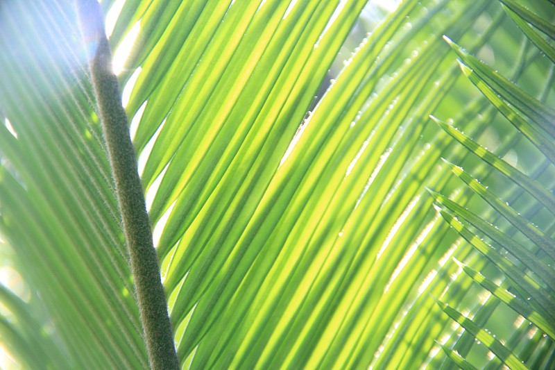 棕榈叶,水平画幅,枝繁叶茂,夏天,户外,特写,棕榈树,部分,植物,植物学