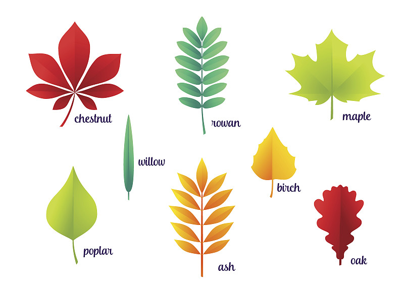 绘画插图,矢量,秋天,叶子,柳叶,明亮,白色,植物学,林务官,金色