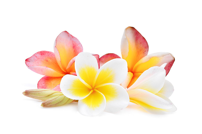 热带的花,白色背景,赤素馨花,分离着色,粉色,白色,水,美,水平画幅,巴厘岛