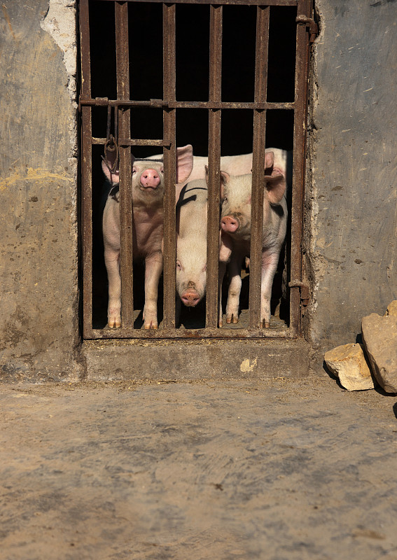 猪,三只动物,小的,中国,固定机位定焦拍摄,猪嘴,安全护栏,残酷的,臭,丑陋