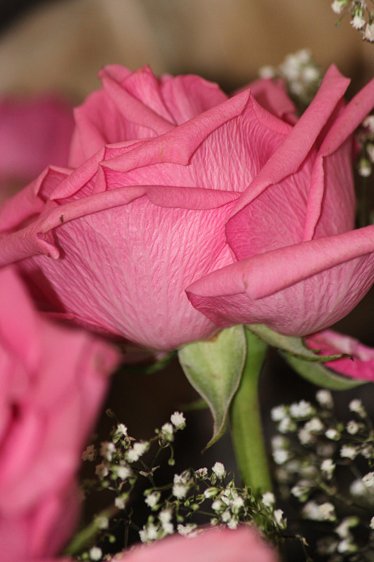 玫瑰,粉色,垂直画幅,水香花菜,美国,罗萨莱斯,蔷薇科,人,特写,植物