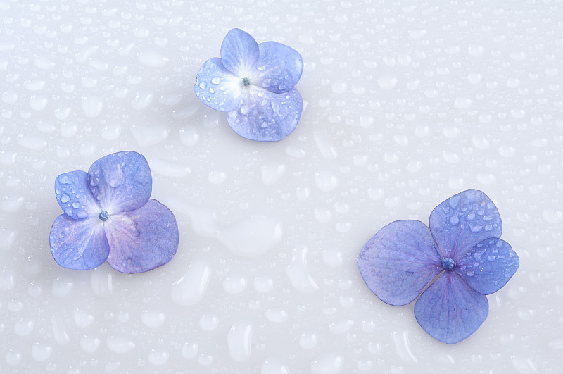 八仙花属,植物,雨,水平画幅,无人,雨季,紫色,日本,花瓣,水滴