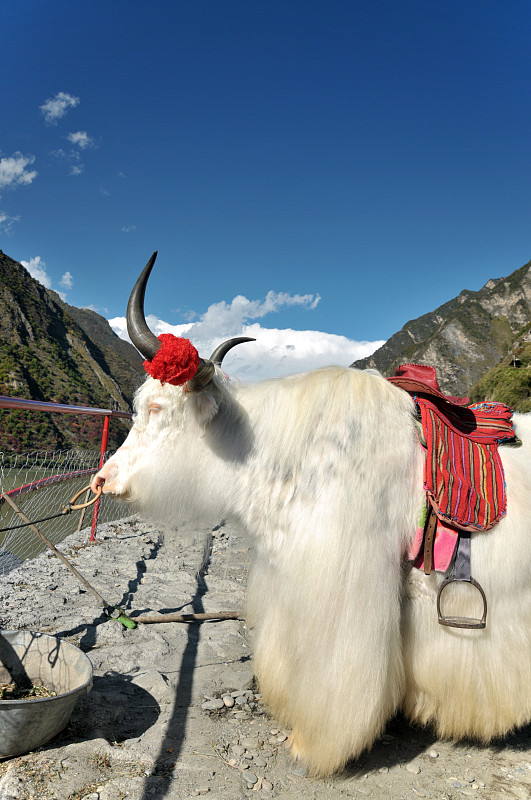 牦牛,九寨沟风景名胜区,yamdrok,yamtso,游牧民族,九寨沟,,雪山,喜马拉雅山脉,拍摄场景,宁静,宏伟