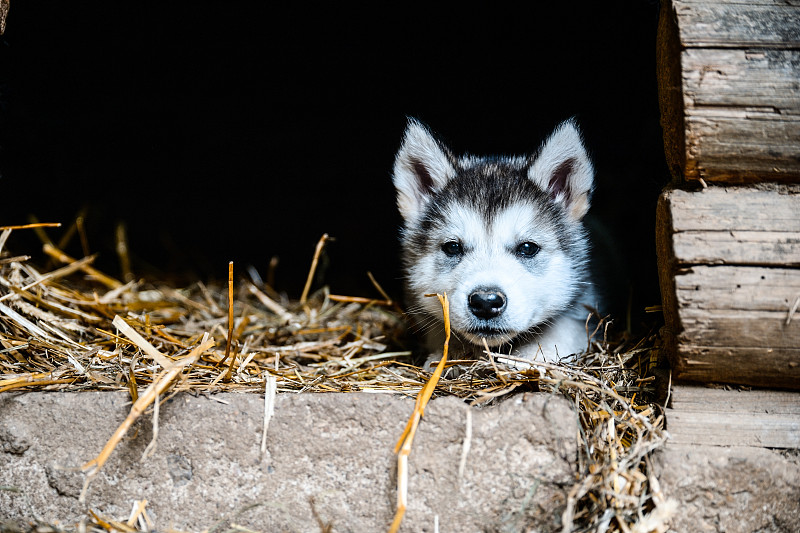 阿拉斯加雪橇犬,小狗,草,园林,可爱的,西伯利亚哈士奇犬,遛狗狗公园,雪橇犬,狗屋,狗链