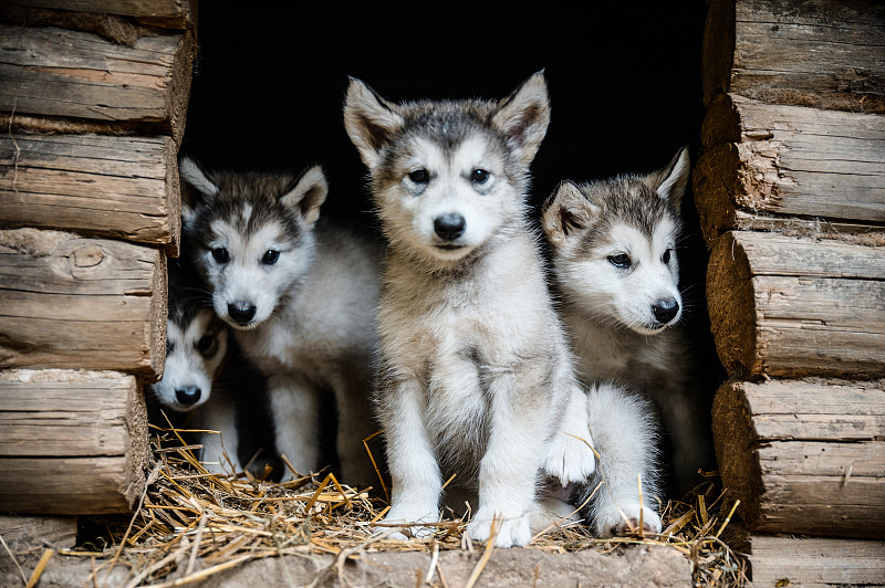 阿拉斯加雪橇犬,小狗,草,园林,可爱的,动物群,西伯利亚哈士奇犬,遛狗狗公园,雪橇犬,狗屋