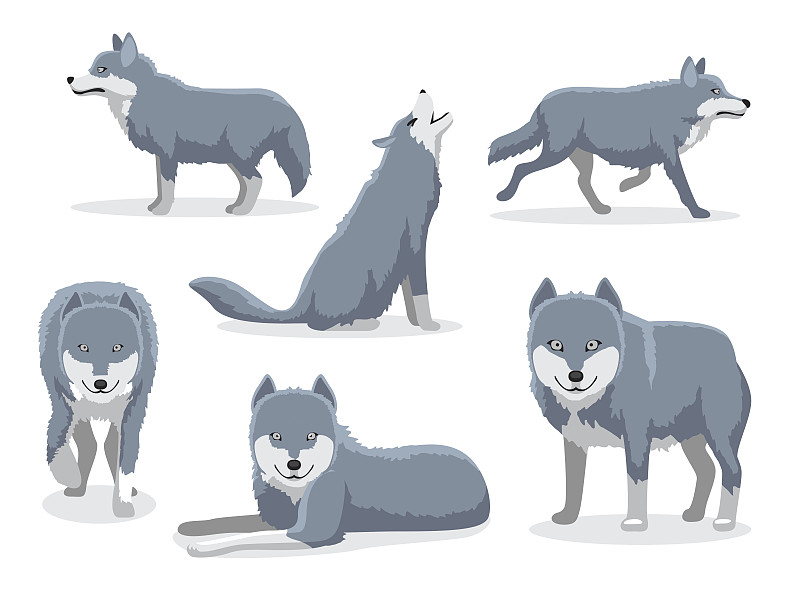 灰色,绘画插图,狼,矢量,动画片,自然,野生动物,食肉目,水平画幅,豺