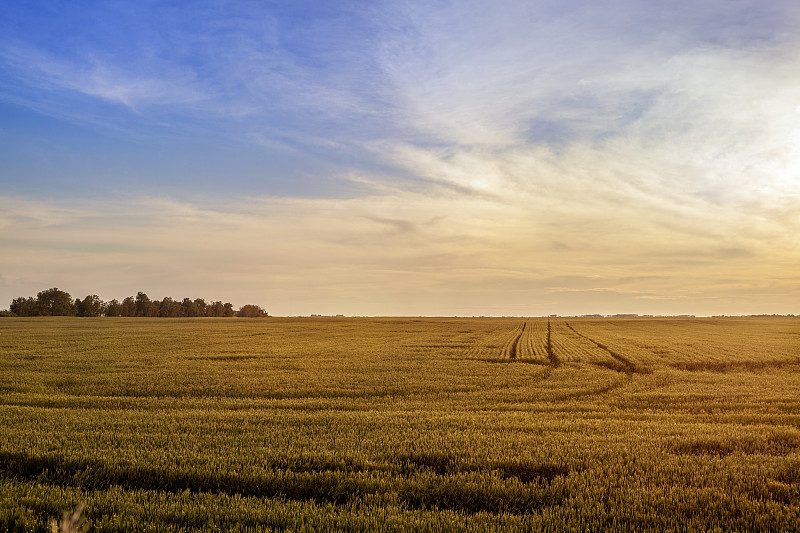 田地,小麦,天空,美,水平画幅,云,无人,夏天,户外,镜头眩光