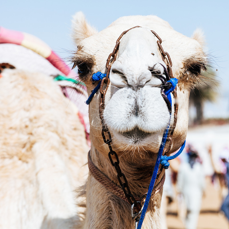 骆驼,链,体育比赛,家畜,传统,肖像,阿拉伯联合酋长国,方形画幅,特写,迪拜