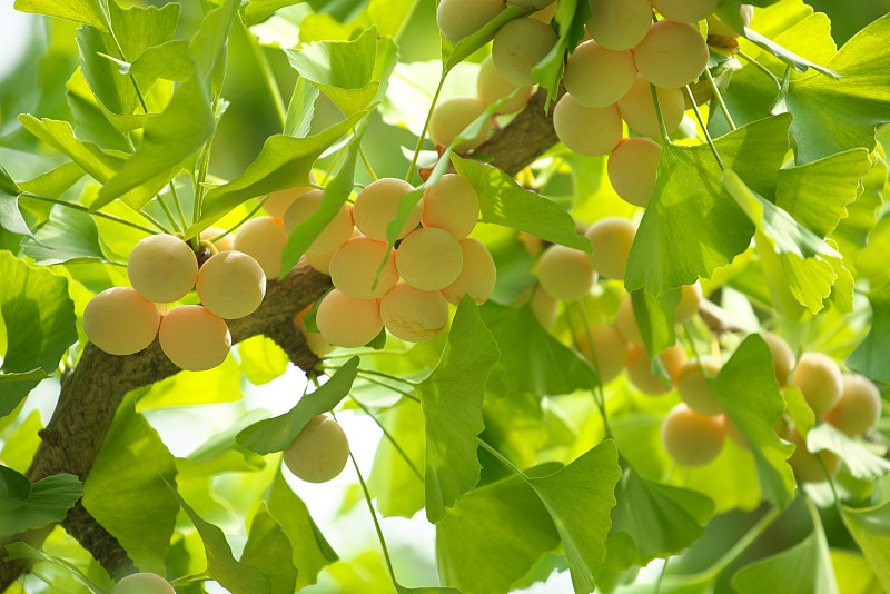 坚果,银杏,银杏树,水平画幅,绿色,水果,秋天,无人,日本,营养品