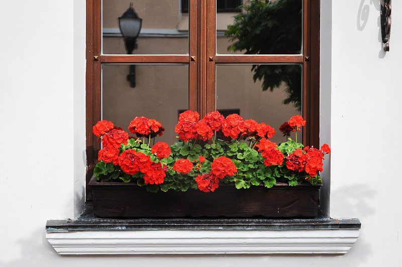 窗台,白色,天竺葵,红色,墙,美,外立面,水平画幅,无人,古老的