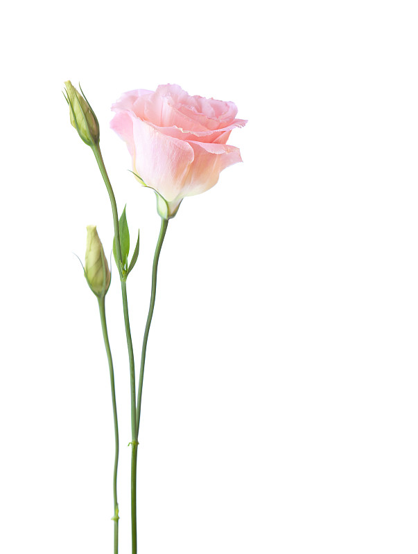 仅一朵花,lisianthus,分离着色,粉色,白色背景,照明设备,垂直画幅,留白,芳香的,动物身体部位