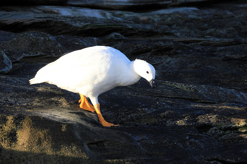 白色,海藻灰,福克兰群岛,鹅肉,雄性动物,水,小鸭子,水平画幅,家禽,鸟类